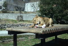 50mmレンズ1本で動物園めぐり