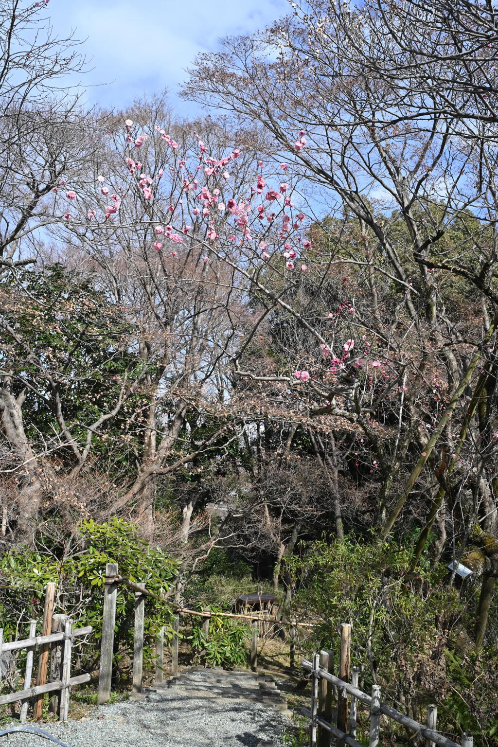 百草園にて⑨