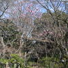 百草園にて⑨