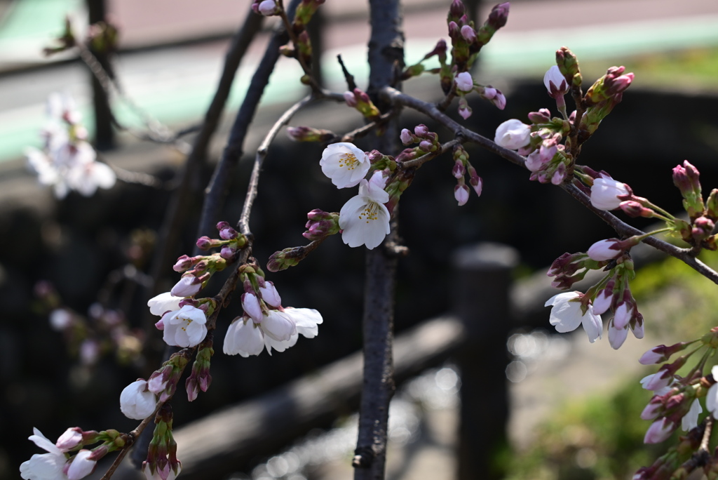 桜