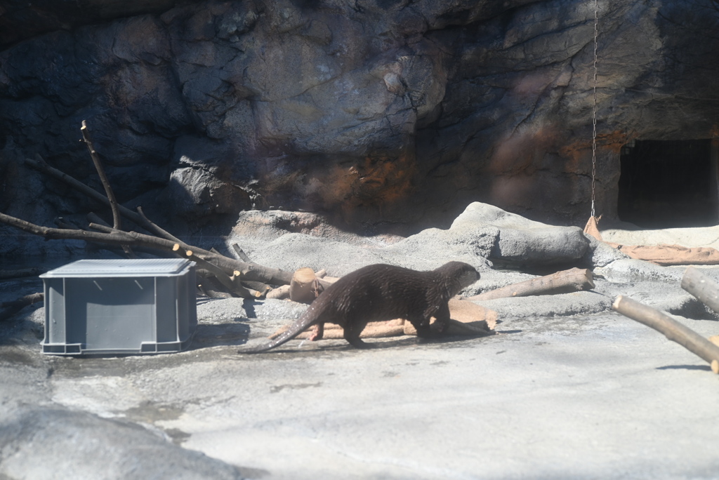 50mmレンズ1本で動物園めぐり