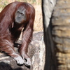 オランウータン