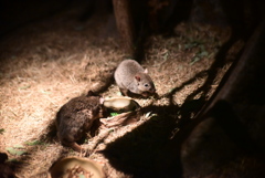 フサオネズミカンガルー
