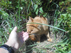 小野上温泉にゃん