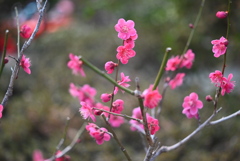 梅の花