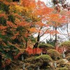 紅葉④