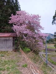 奥会津は桜が満開