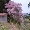 奥会津は桜が満開