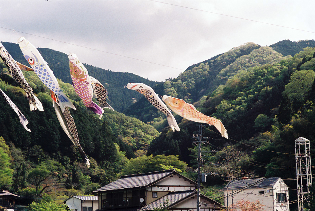 鯉のぼりの谷渡し