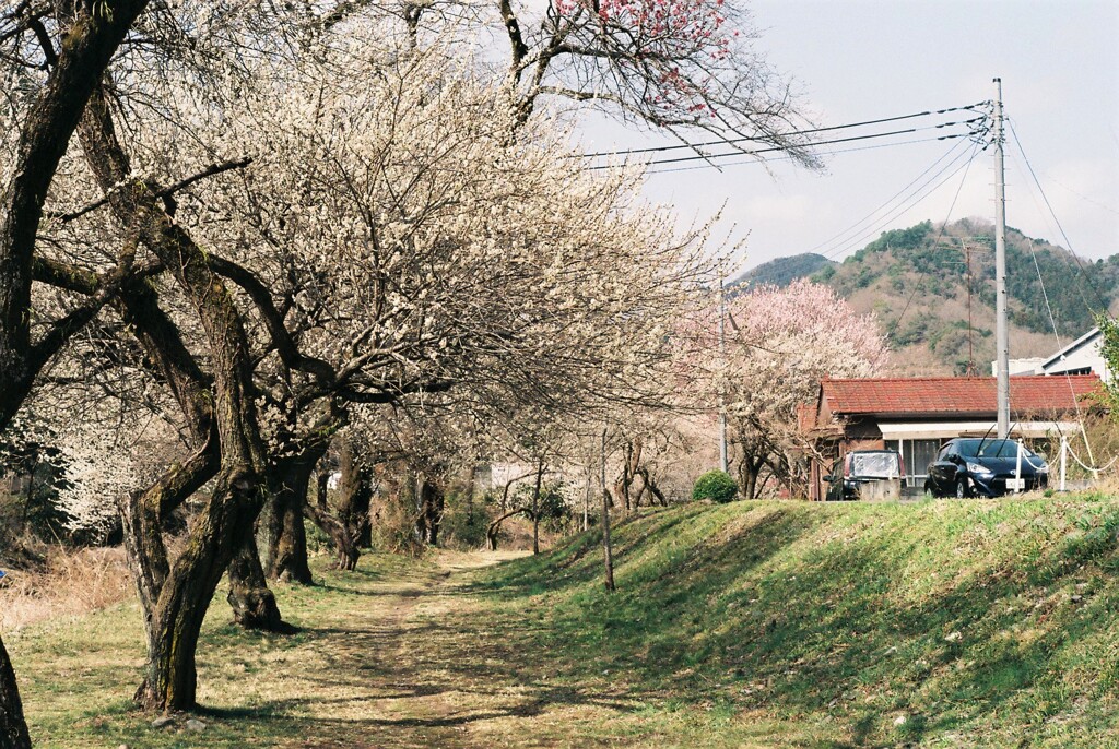 高尾梅郷遊歩道③