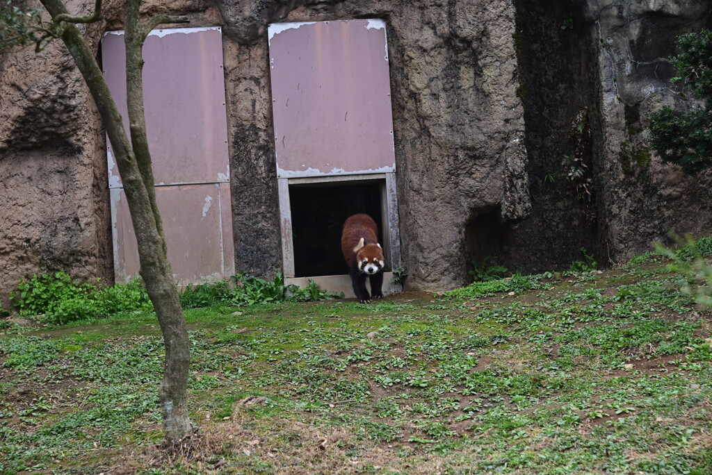 レッサーパンダ
