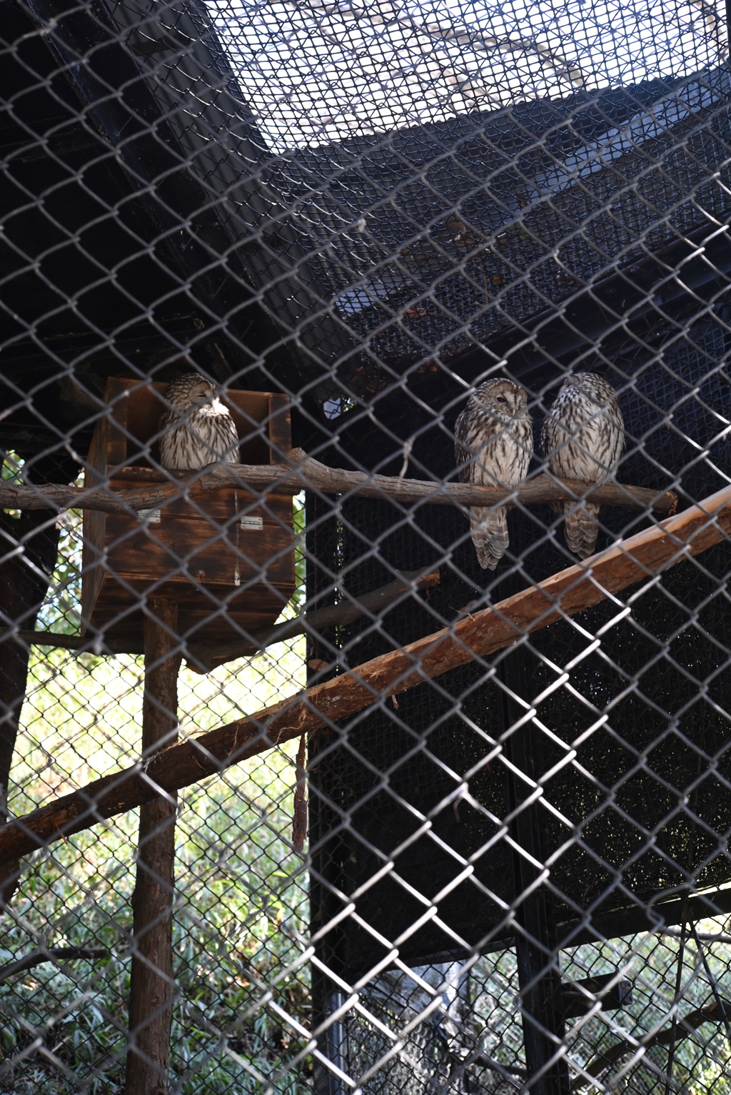 50mmレンズ1本で動物園めぐり