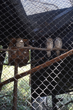 50mmレンズ1本で動物園めぐり