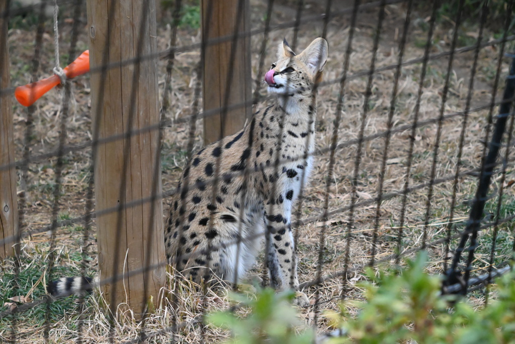 サーバルキャット⑩