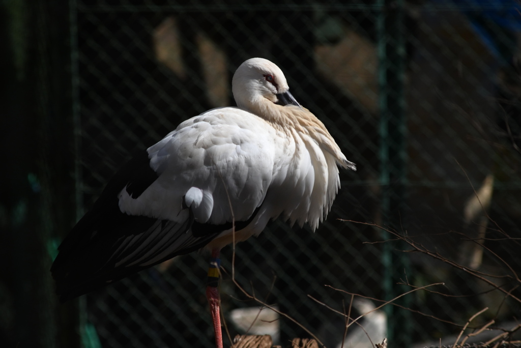 コウノトリ