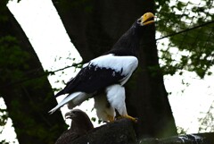 オオワシとイヌワシ