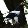 オオワシとイヌワシ