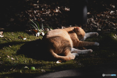 ねこ