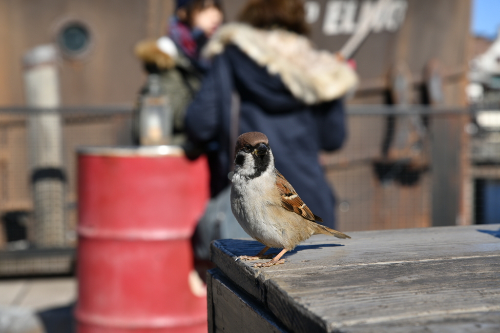 スズメ