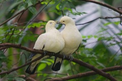 鳥