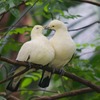 鳥