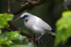 鳥