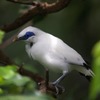 鳥