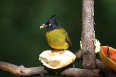 鳥
