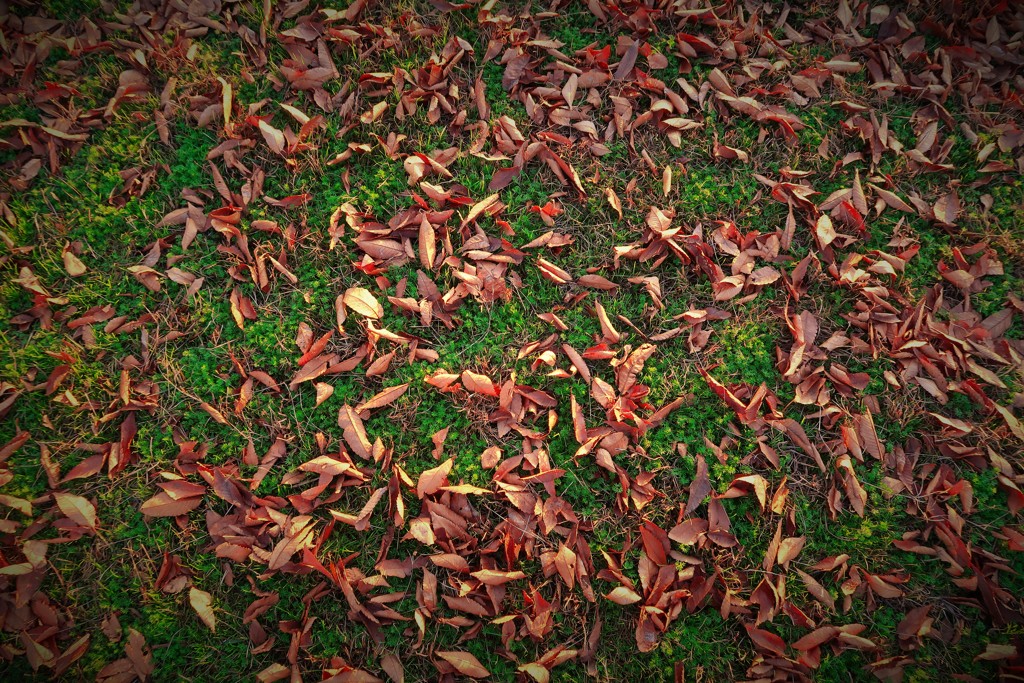 緑と落ち葉
