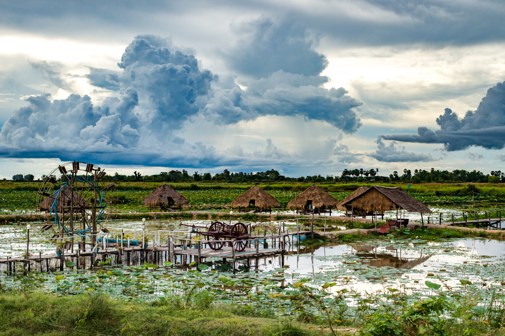 Lotus Farm