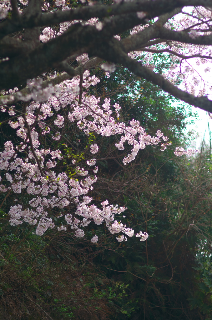 桜の花