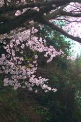 桜の花