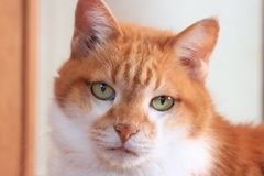 ねこ