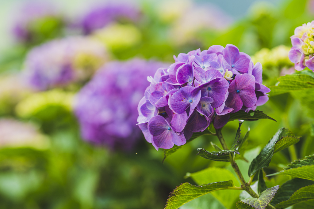 秩父の紫陽花