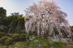 桜散歩