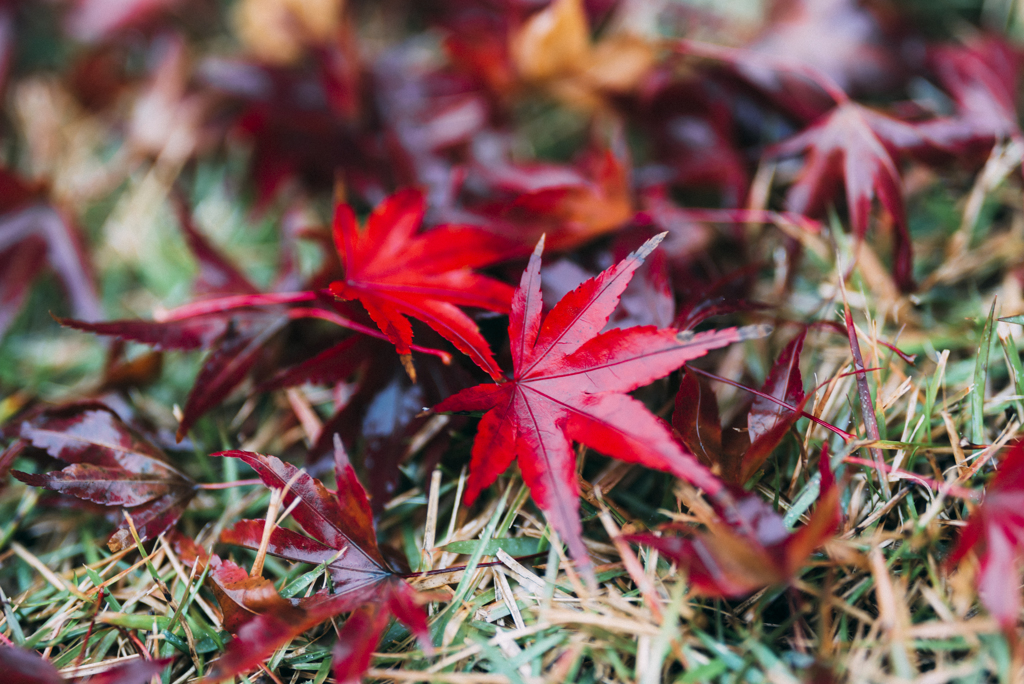 青梅ブリジストン紅葉