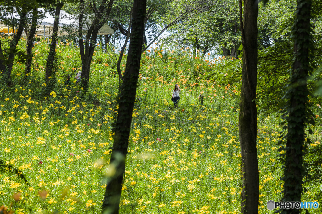 村山ショウブ園&西武ユリ園