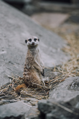 ぷらぷら動物園スナップ