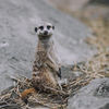 ぷらぷら動物園スナップ