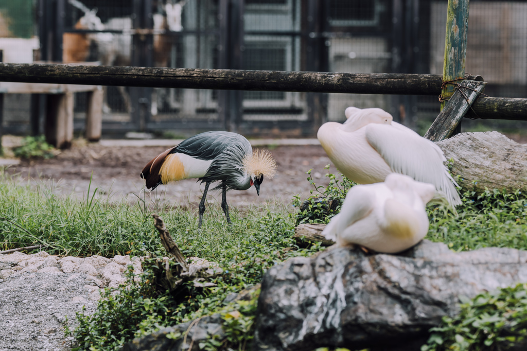 ぷらぷら動物園スナップ
