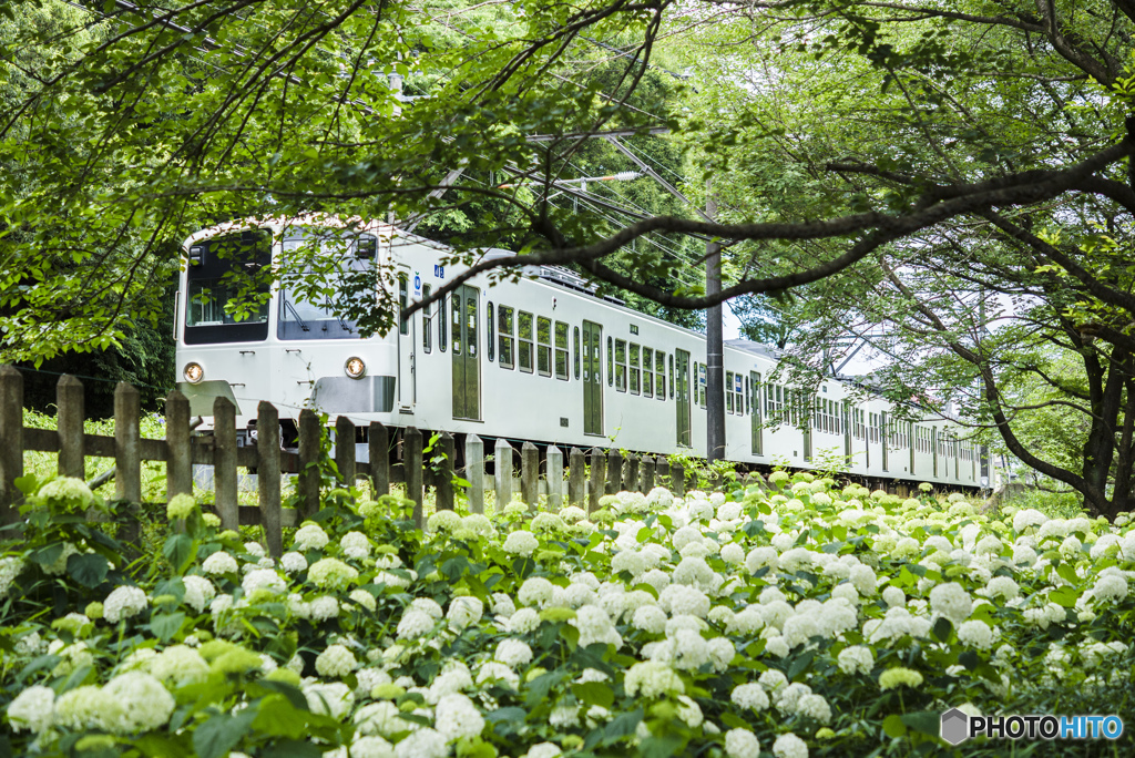 村山ショウブ園&西武ユリ園