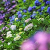 秩父の紫陽花