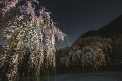 桜散歩