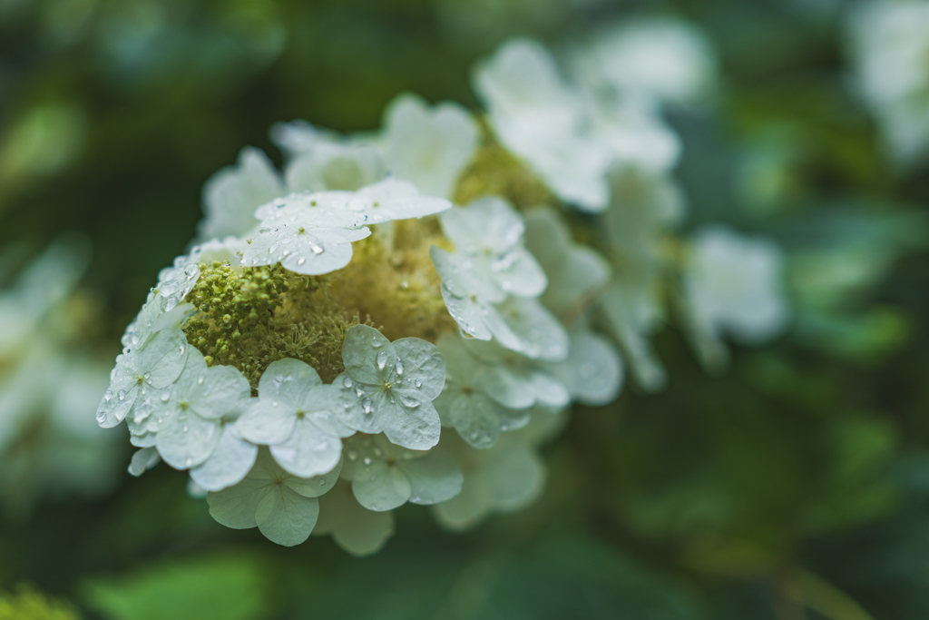 紫陽花の時期
