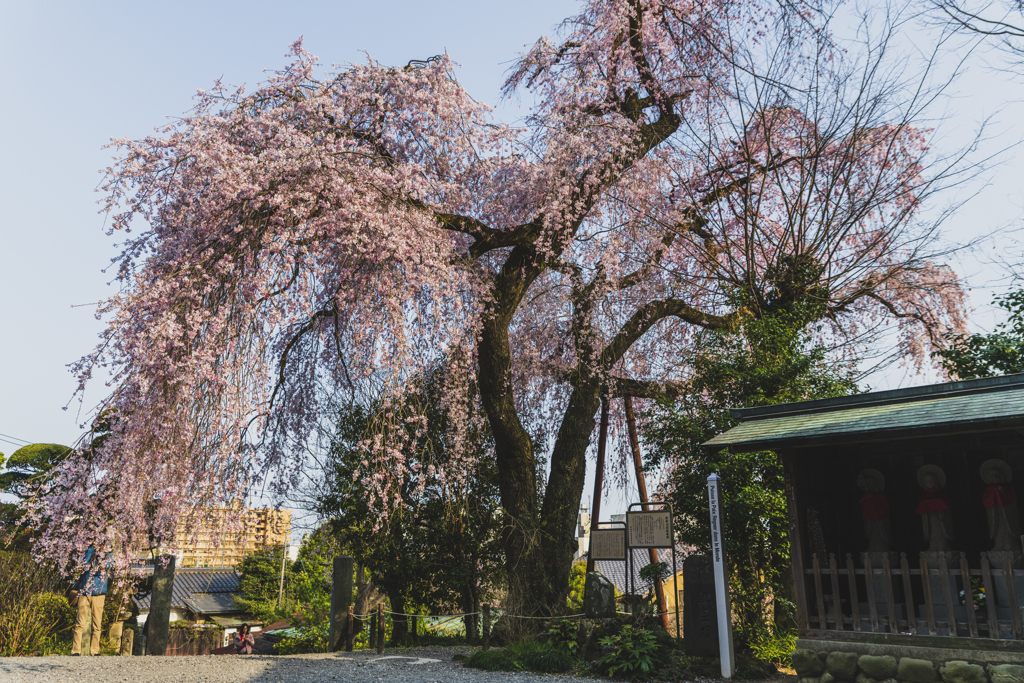 桜散歩