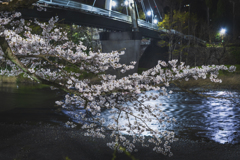 桜散歩