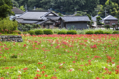 塩船観音　彼岸花ect