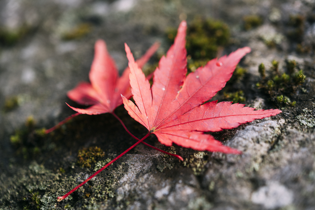 風景・自然・紅葉