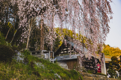 桜散歩