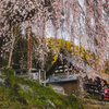 桜散歩